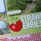 Today: Strawberries *Bella Blvd*