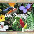 Dole Plantation Garden Tour
