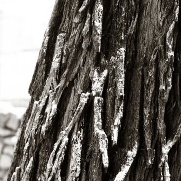 extreme close up: tree bark