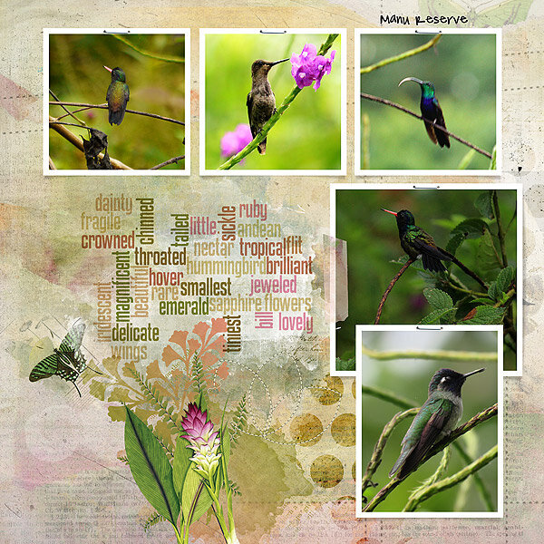 Hummingbirds of Manu