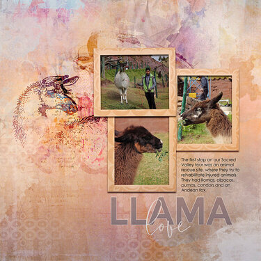 Llama Love