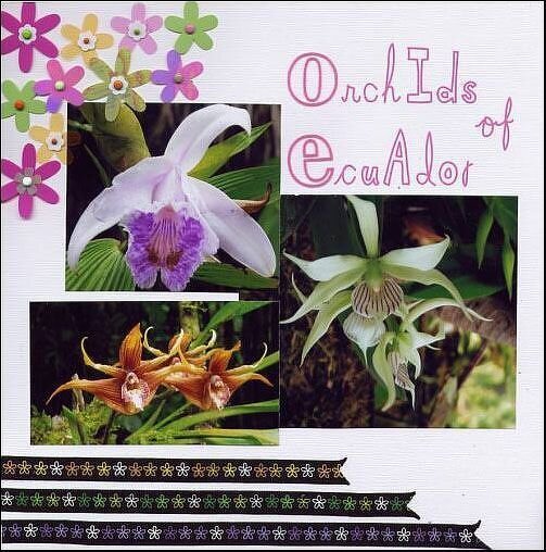 Orchids of Ecuador
