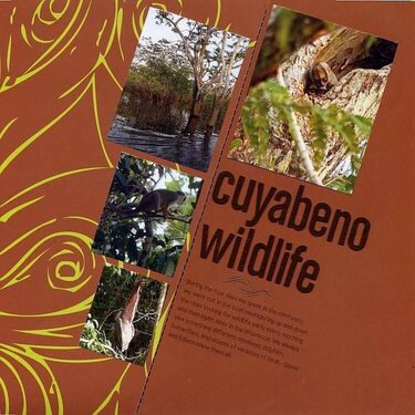 Cuyabeno Wildlife - Ad Challenge
