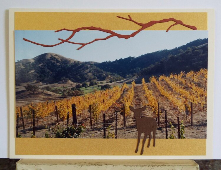 Photo taken at a winery in Gilroy, Ca, and made into a card  for a friend.