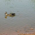 Long Depth of Field - brown duck