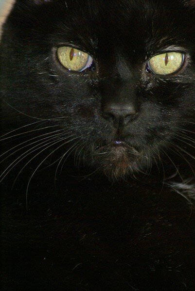 black cat stare