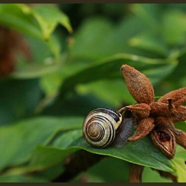 Shy Snail