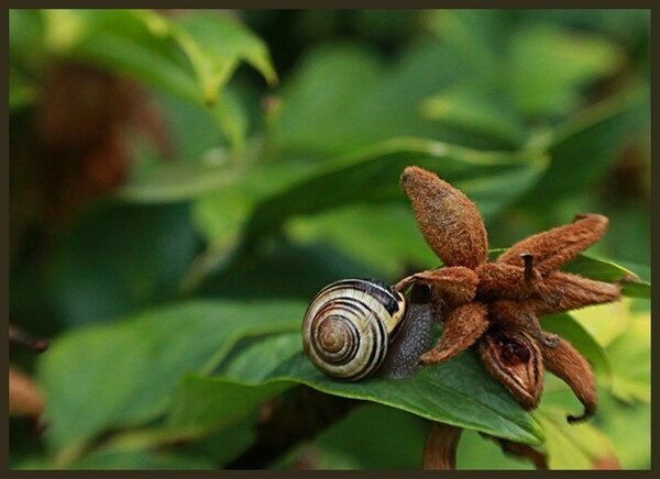 Shy Snail