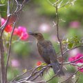 bird in the bush