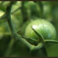 Curved Green Tomato