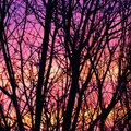 Sunset through branches