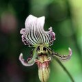 Striped Orchid