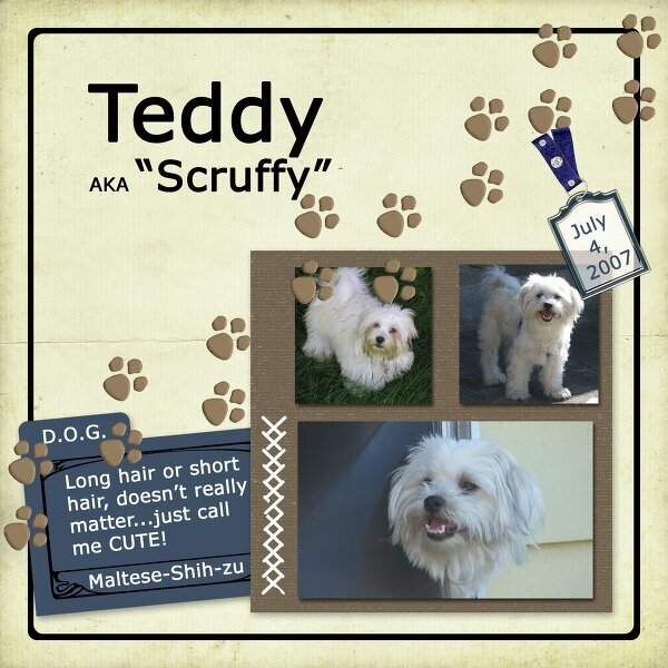 Teddy AKA Scruffy