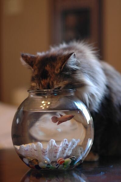 Fish Water is GREAT!