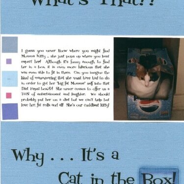 It&#039;s A Cat in the Box!
