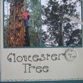 Glosester Tree
