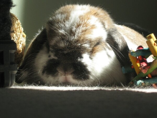 Bunny lying in the sun