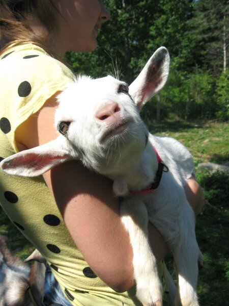 baby goat