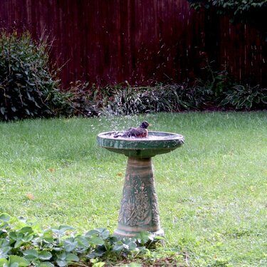 Robin taking a bath