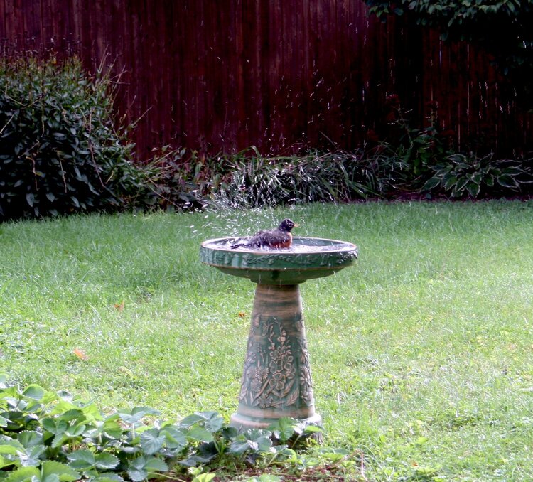 Robin taking a bath