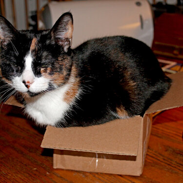Isabella, she likes getting in boxes no matter what the size