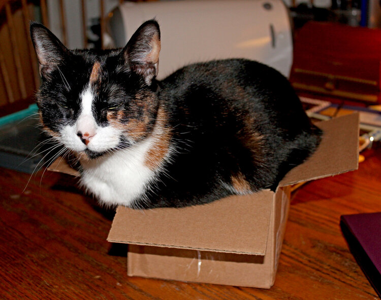 Isabella, she likes getting in boxes no matter what the size