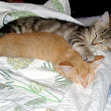 Simba and Milo as kittens (they&#039;re brothers)