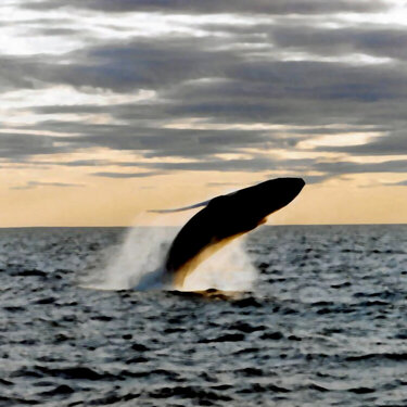 Humpback Whale-Cape Cod, MASS