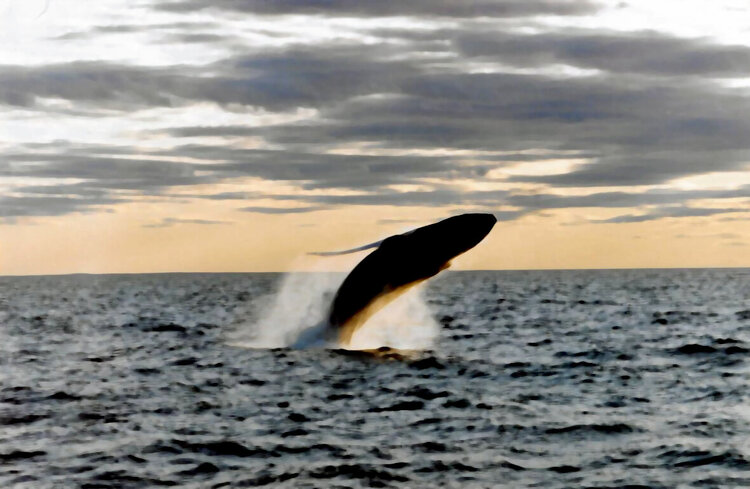 Humpback Whale-Cape Cod, MASS