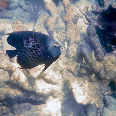 My underwater shot of an angelfish in the Cayman Islands