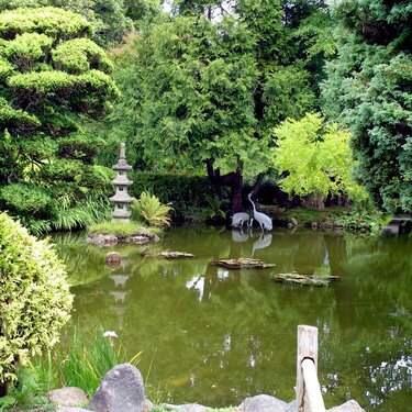San Francisco- Japanese Garden