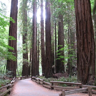Giant redwood trees in Muir Woods