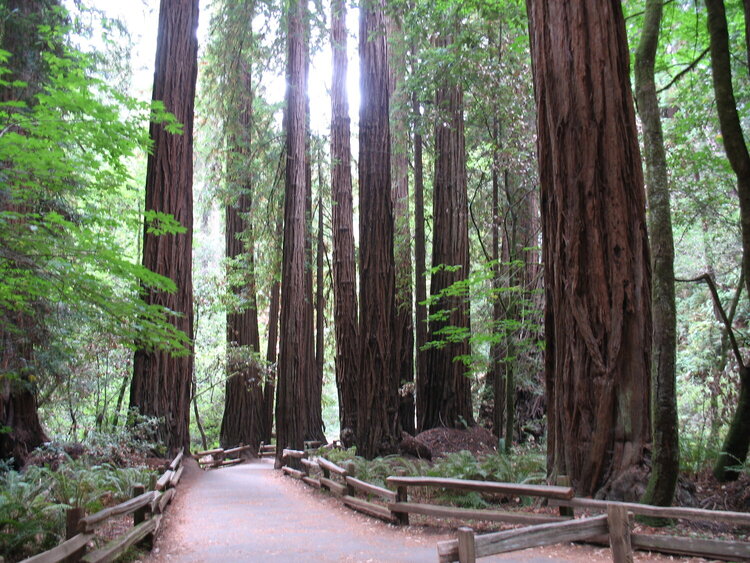 Giant redwood trees in Muir Woods