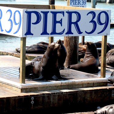 Seals on Pier 39 at Fishermans Wharf