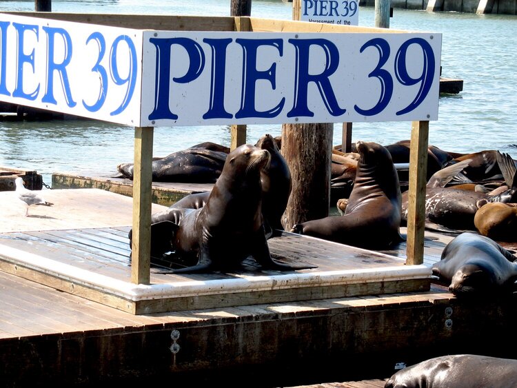 Seals on Pier 39 at Fishermans Wharf