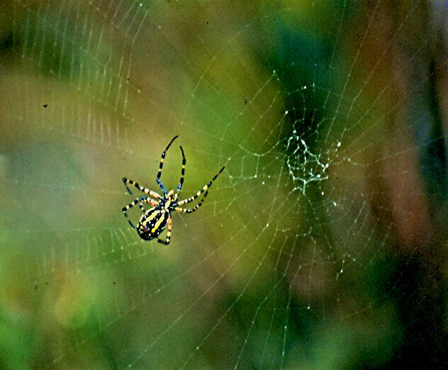 Spider on web on Chincoteague Island, VA