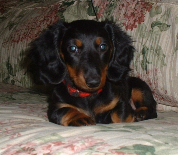 Trudy as a Puppy