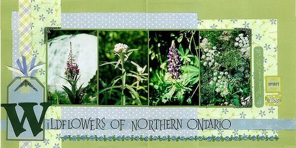 Wildflowers of Northern Ontario