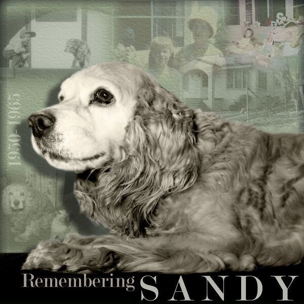 Remembering Sandy
