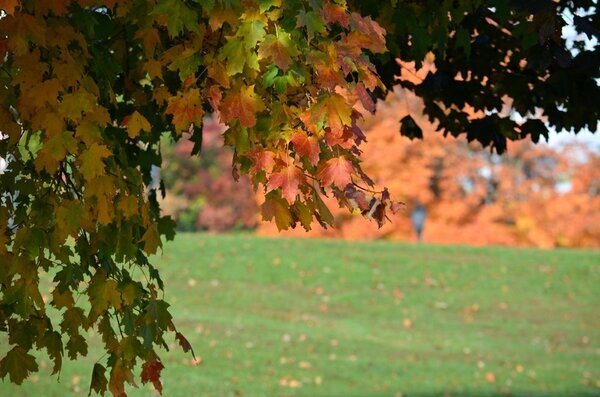 Fall Photography