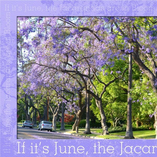 If It&#039;s June, the Jacarandas are in Bloom