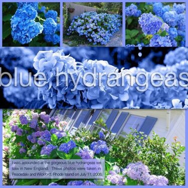 Blue Hydrangeas *Digital Tint Challenge
