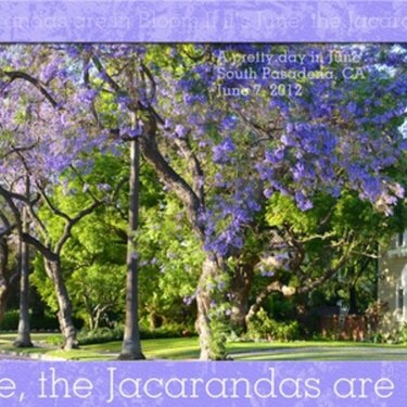 If It's June, the Jacarandas are in Bloom