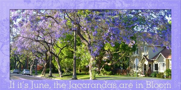 If It&#039;s June, the Jacarandas are in Bloom