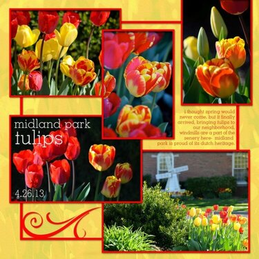 Midland Park Tulips
