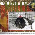 Molly - Guinea Pig