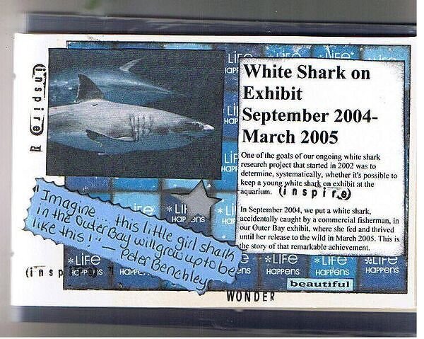 Great White Shark Journal - Monterey Bay Aquarium