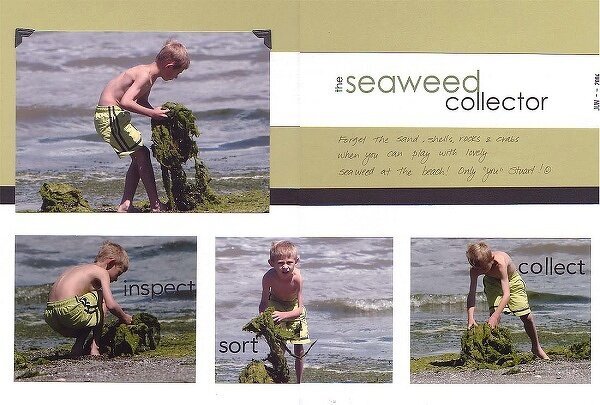 the seaweed collector