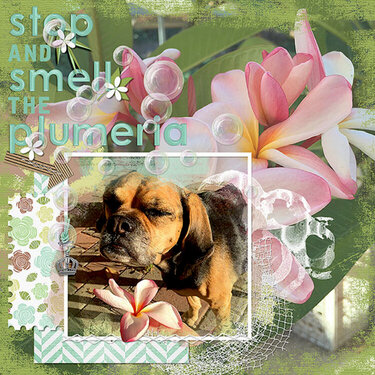 Stop and Smell the Plumeria