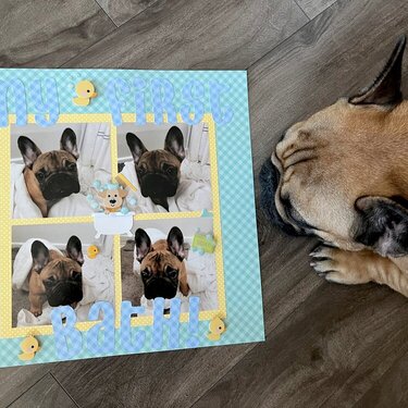 My Frenchies first bath